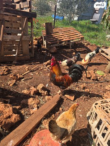 תמונת מודעה - חיות מחמד