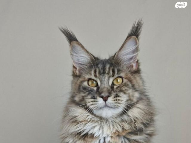 תמונת מודעה - חיות מחמד