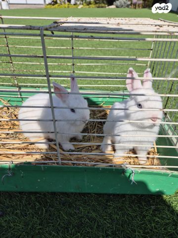 תמונת מודעה - חיות מחמד