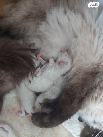 תמונת מודעה - חיות מחמד