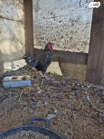 תמונת מודעה - חיות מחמד