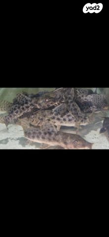 תמונת מודעה - חיות מחמד