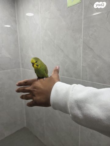 תמונת מודעה - חיות מחמד