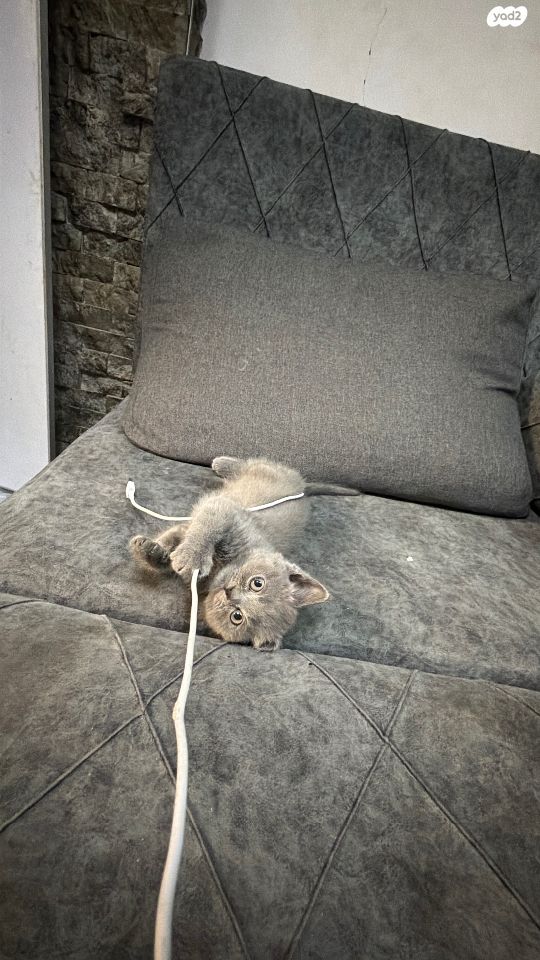 תמונת מודעה - חיות מחמד