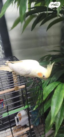 תמונת מודעה - חיות מחמד