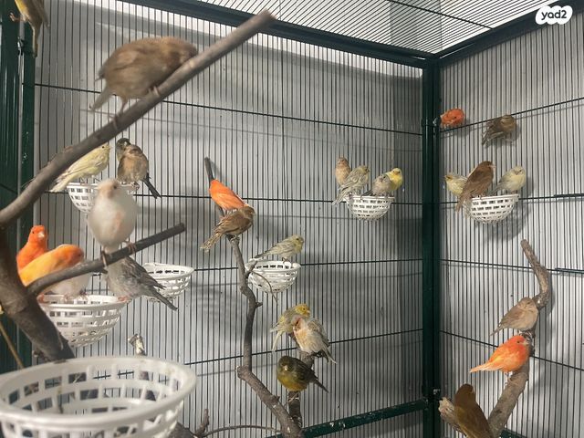 תמונת מודעה - חיות מחמד