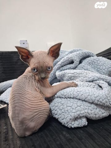 תמונת מודעה - חיות מחמד