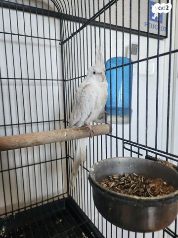 תמונת מודעה - חיות מחמד