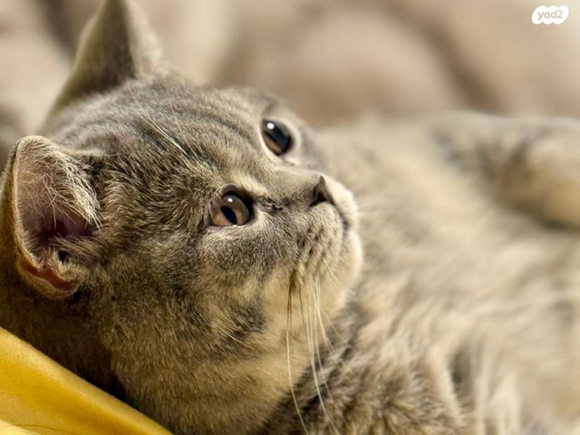 תמונת מודעה - חיות מחמד