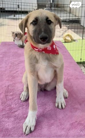 תמונת מודעה - חיות מחמד