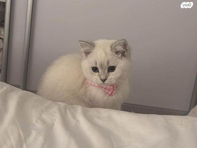 תמונת מודעה - חיות מחמד