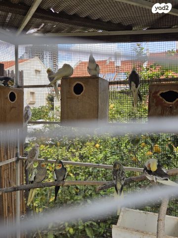 תמונת מודעה - חיות מחמד