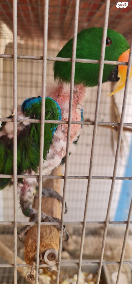 תמונת מודעה - חיות מחמד