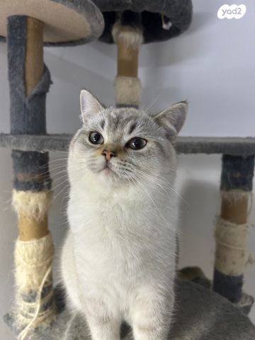 תמונת מודעה - חיות מחמד