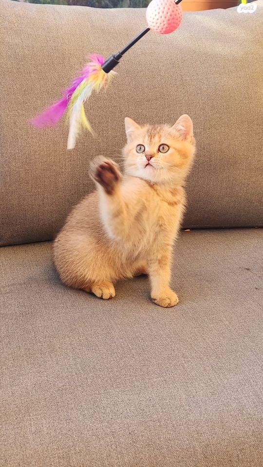 תמונת מודעה - חיות מחמד