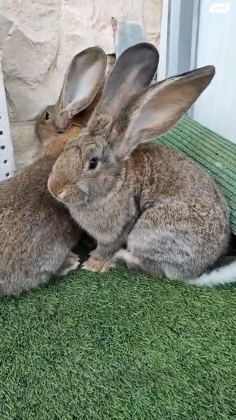 תמונת מודעה - חיות מחמד