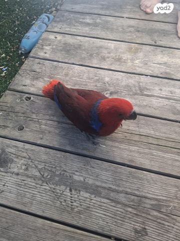 תמונת מודעה - חיות מחמד