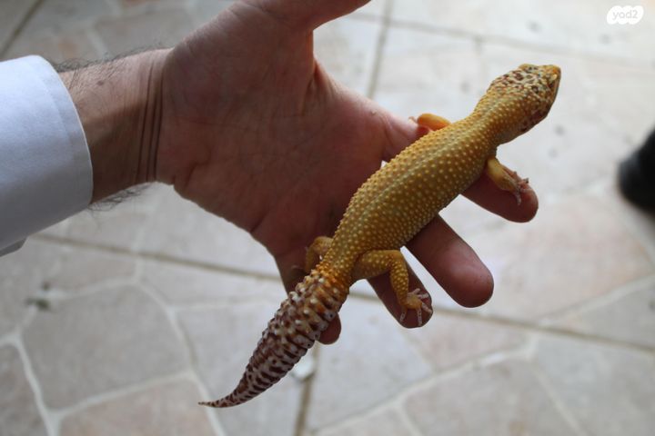 תמונת מודעה - חיות מחמד