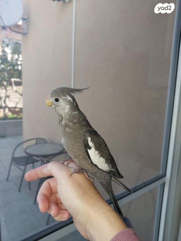 תמונת מודעה - חיות מחמד