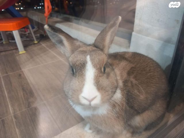 תמונת מודעה - חיות מחמד