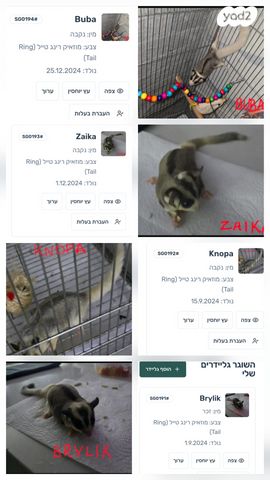 תמונת מודעה - חיות מחמד