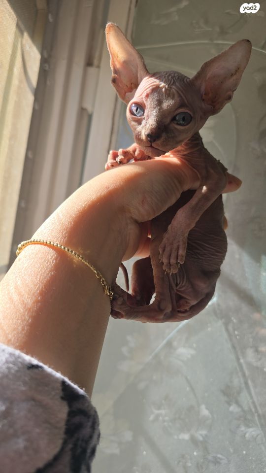 תמונת מודעה - חיות מחמד