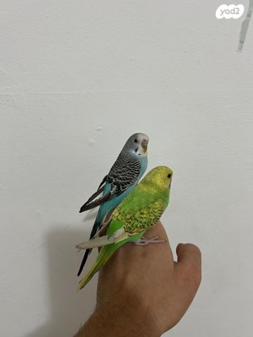 תמונת מודעה - חיות מחמד