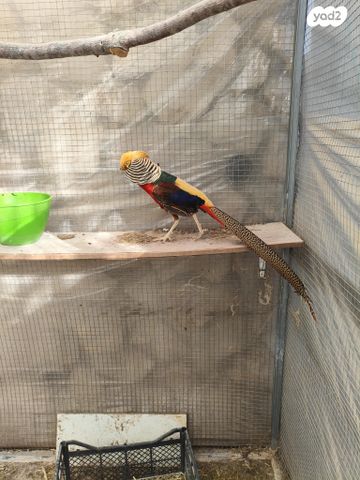 תמונת מודעה - חיות מחמד