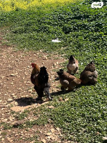 תמונת מודעה - חיות מחמד