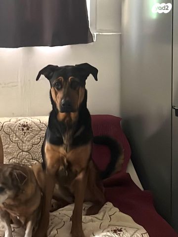 תמונת מודעה - חיות מחמד