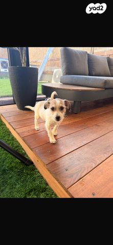 תמונת מודעה - חיות מחמד