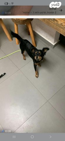 תמונת מודעה - חיות מחמד