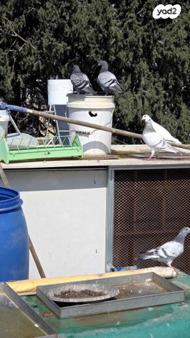 תמונת מודעה - חיות מחמד