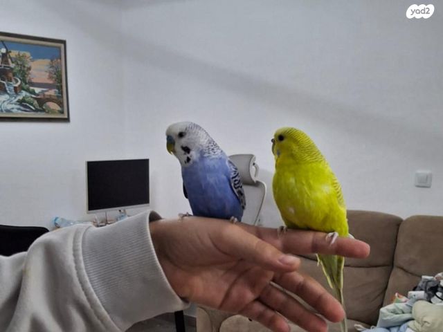 תמונת מודעה - חיות מחמד