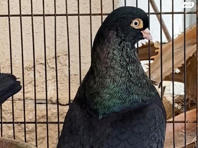 תמונת מודעה - חיות מחמד