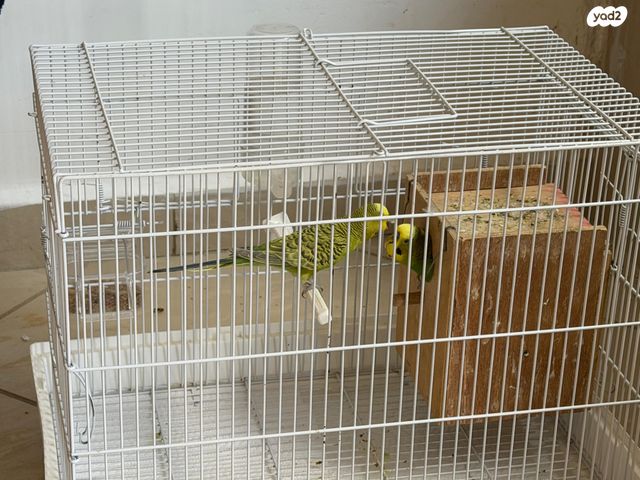 תמונת מודעה - חיות מחמד