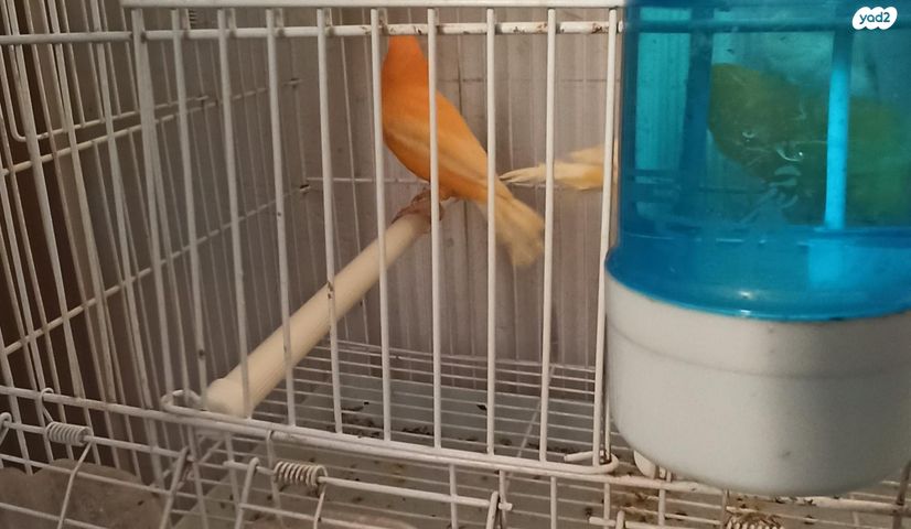 תמונת מודעה - חיות מחמד