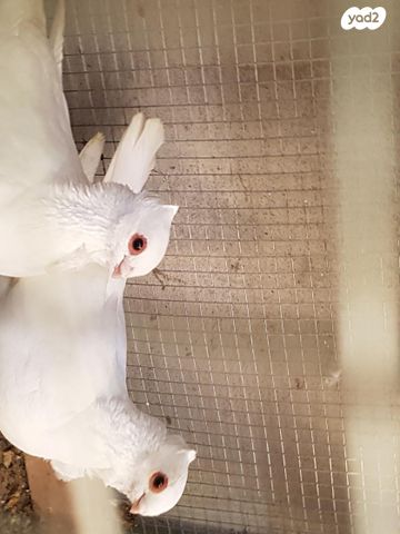 תמונת מודעה - חיות מחמד