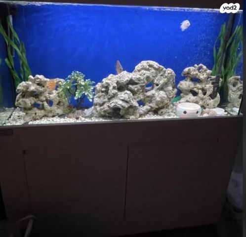 תמונת מודעה - חיות מחמד