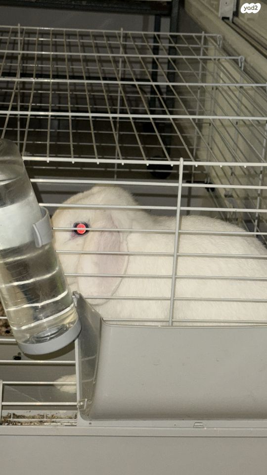 תמונת מודעה - חיות מחמד