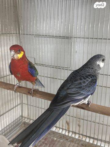 תמונת מודעה - חיות מחמד