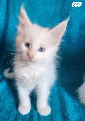 תמונת מודעה - חיות מחמד