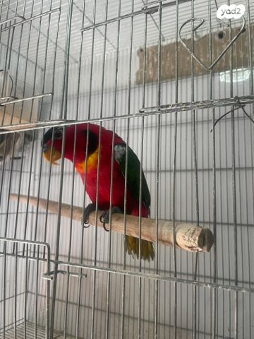 תמונת מודעה - חיות מחמד