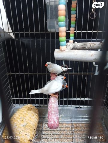 תמונת מודעה - חיות מחמד