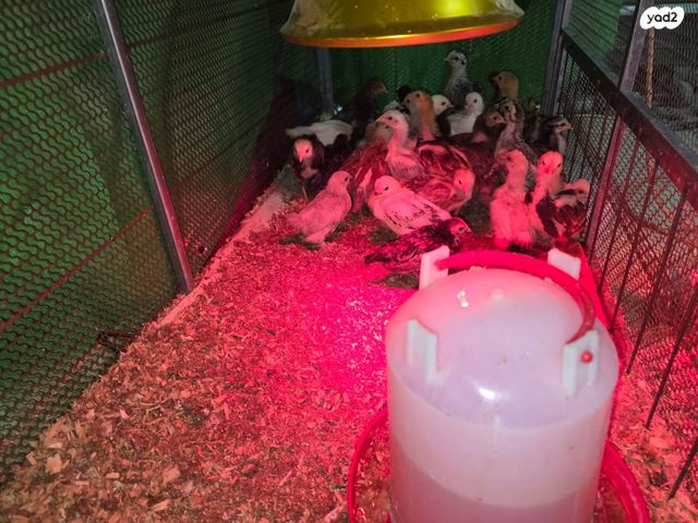 תמונת מודעה - חיות מחמד