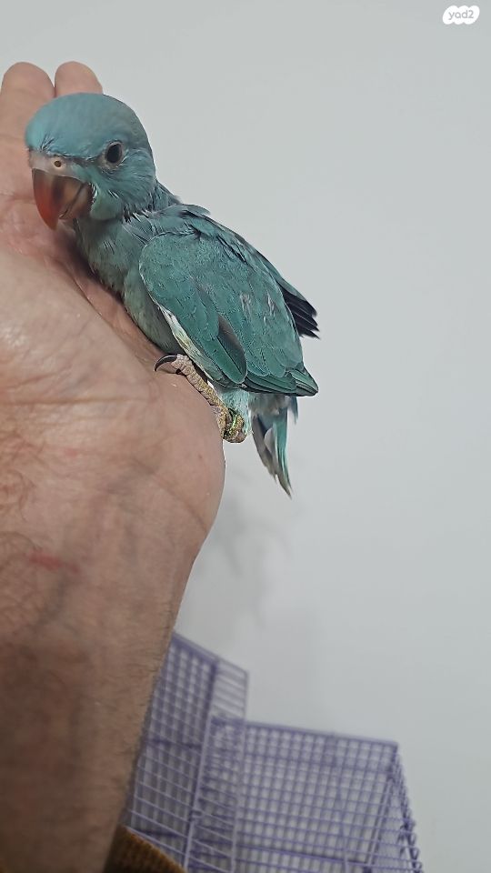 תמונת מודעה - חיות מחמד