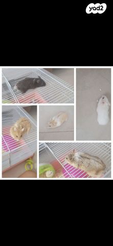 תמונת מודעה - חיות מחמד