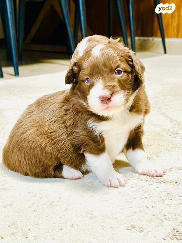 תמונת מודעה - חיות מחמד