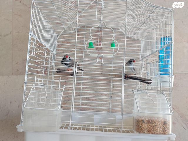 תמונת מודעה - חיות מחמד