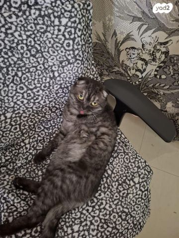 תמונת מודעה - חיות מחמד